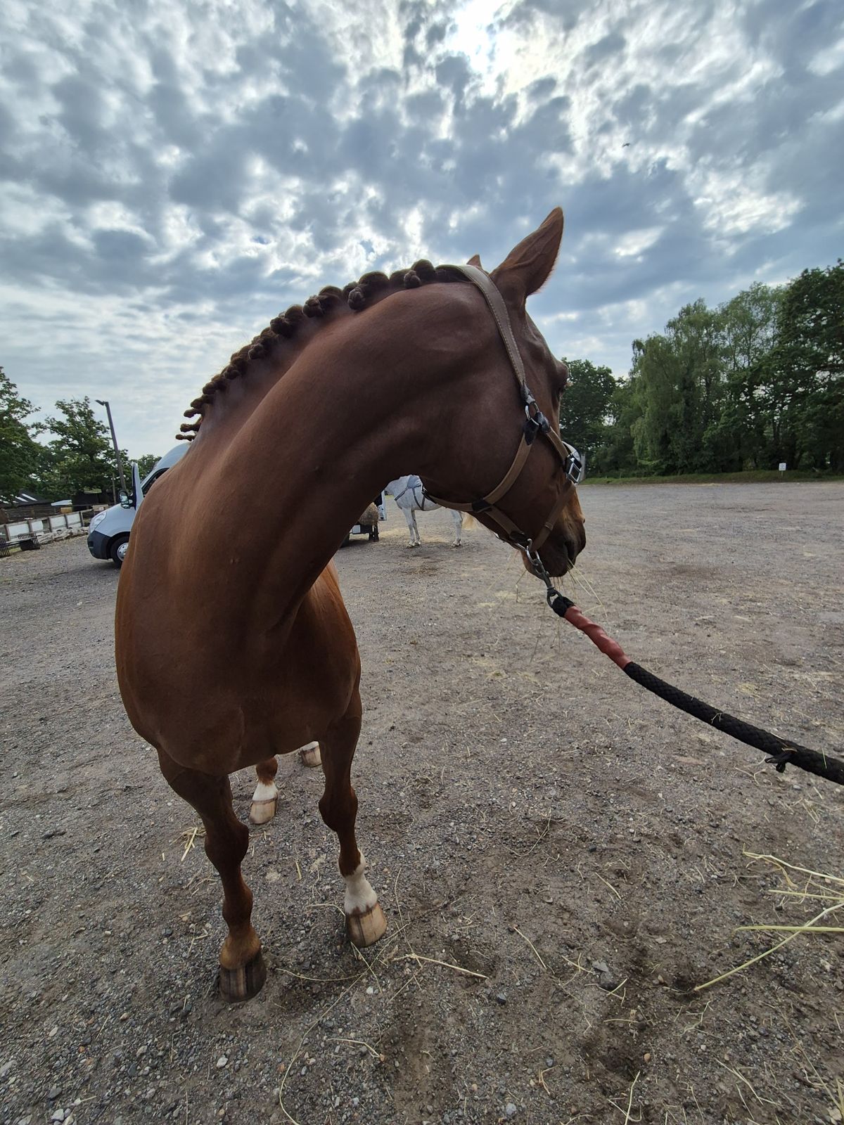 A chestnut horse with a plaited mane on the hardstanding