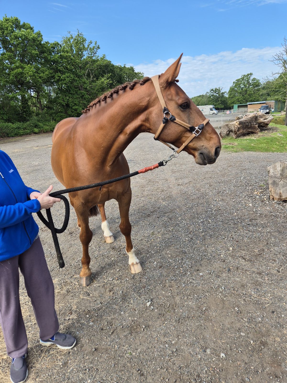 A chestnut horse being held beside the arena